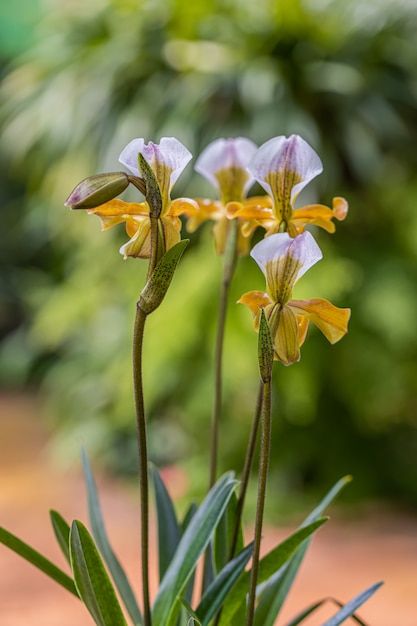 Orquídea Paphiopedilum em Doi Ang Khang, Chiang Mai, Tailândia