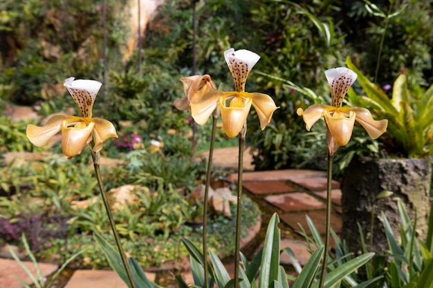 Orquídea Paphiopedilum de Ward en flor Color naranja y blanco