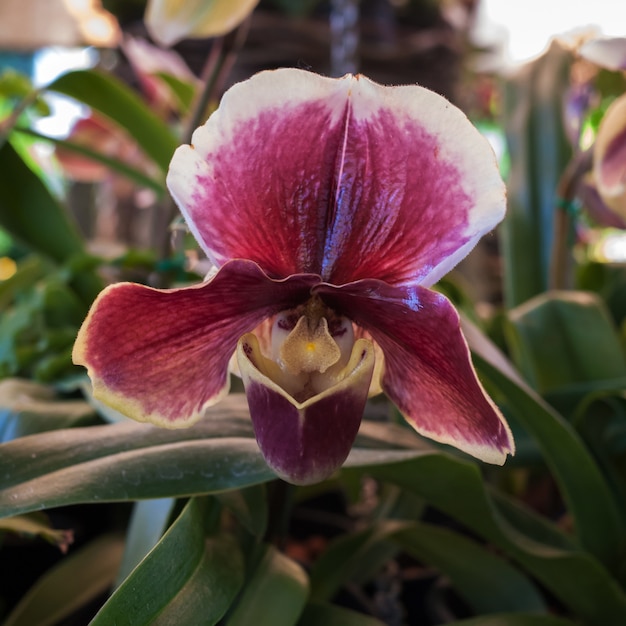 Orquídea paphiopedilum