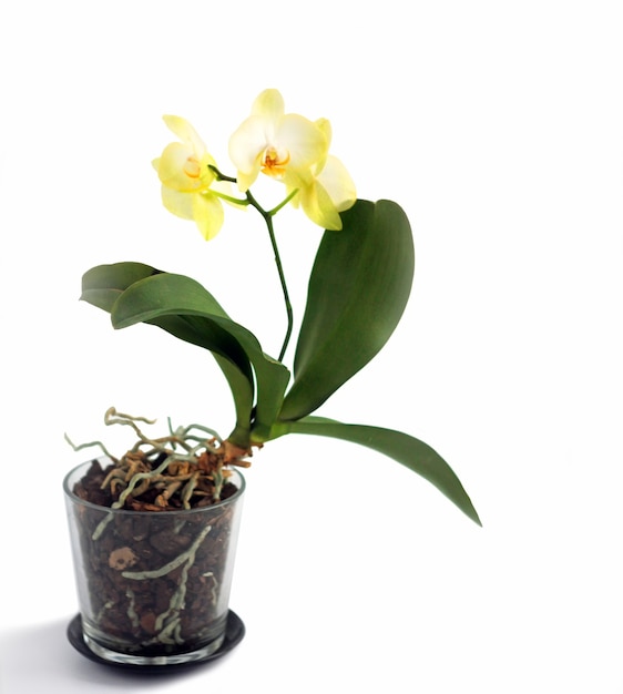 Orquídea phalaenopsis amarela em um vaso de vidro, isolada em um fundo branco. Espaço para o texto.