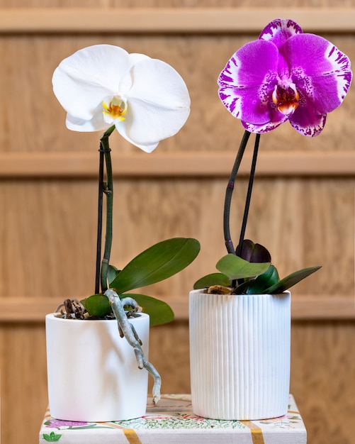 Foto orquídea phalaenopsis big singolo blanca y rosa