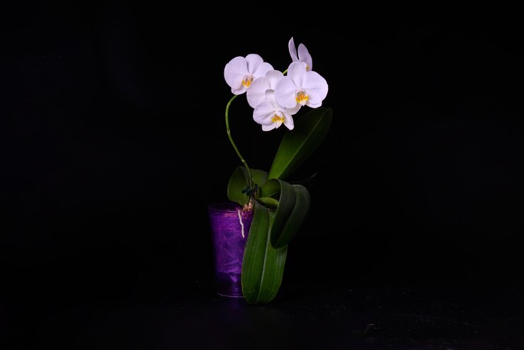 Foto orquídea phalaenopsis blanca en una maceta aislada sobre fondo negro