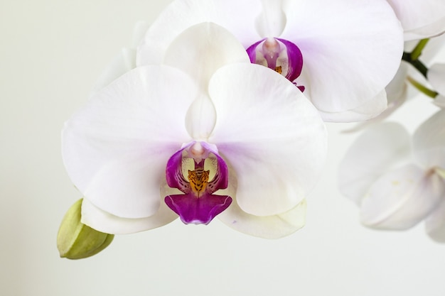 Orquídea Phalaenopsis branca em fundo branco, close-up