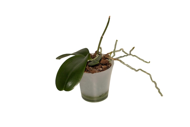 Orquídea Phalaenopsis isolada em fundo branco com raízes aéreas