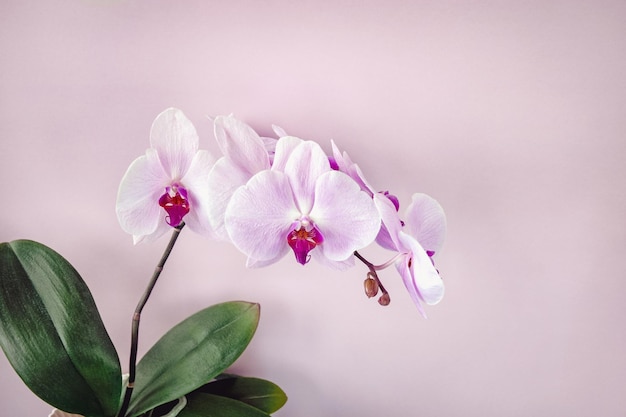 Orquídea phalaenopsis rosa con fondo floral de espacio de copia