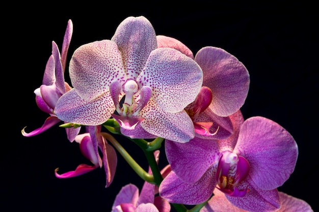 Orquídea Phalaenopsis