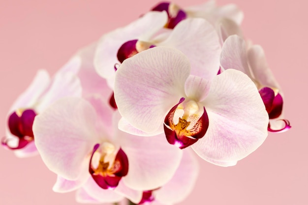 Orquídea Phelaenopsis Flor de orquídea em um fundo rosa Foco seletivo closeup espaço de cópia