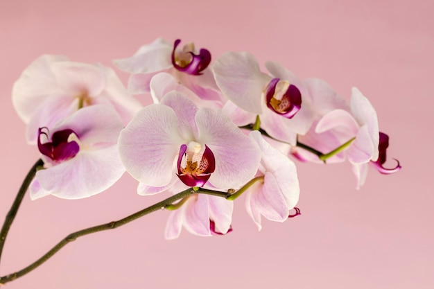 Orquídea Phelaenopsis Flor de orquídea sobre fondo rosa Enfoque selectivo espacio de copia de primer plano