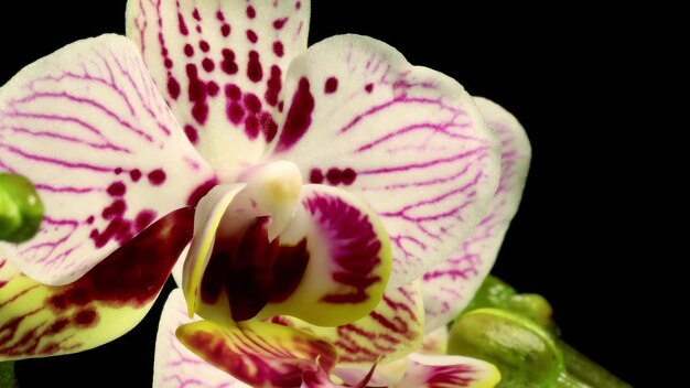 Foto la orquídea de la polilla phalaenopsis florece las flores timelapse negro
