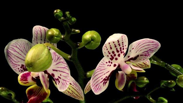 Foto la orquídea de la polilla phalaenopsis florece las flores timelapse negro