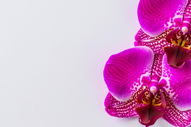 Orquídea púrpura de belleza elegante en papel en blanco
