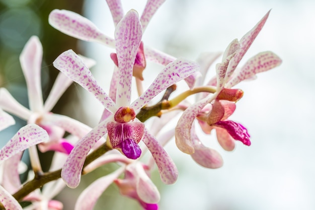 Orquídea púrpura blanca