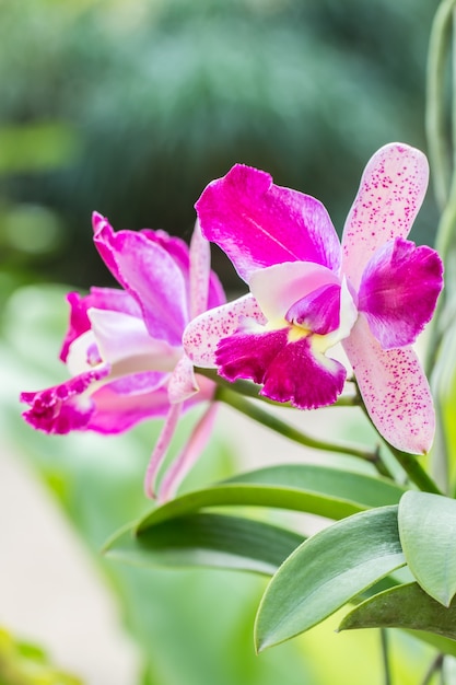 Orquídea púrpura de Cattleya.