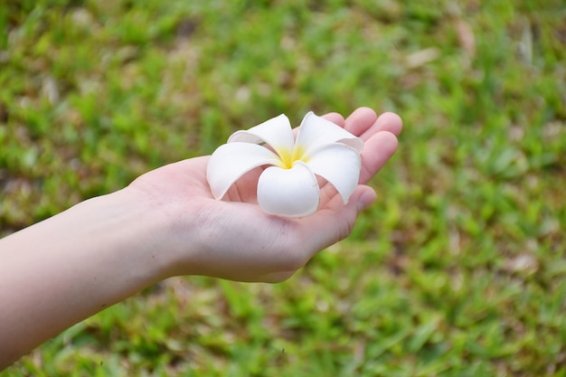 orquídea púrpura en el jardín