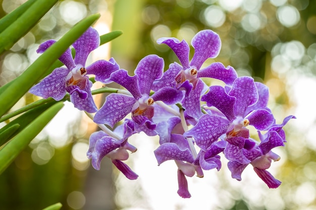 La orquídea púrpura, Mokara, florece en la granja, en estilo borroso suave, con la luz del sol brillante del bokeh y las hojas verdes desenfocan el fondo. Punto de enfoque selectivo.