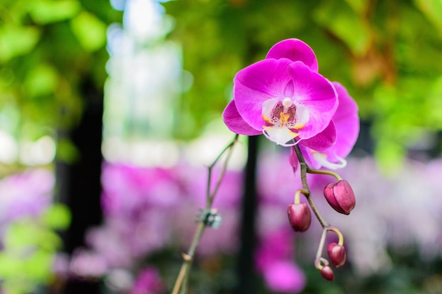 Orquídea púrpura rosada