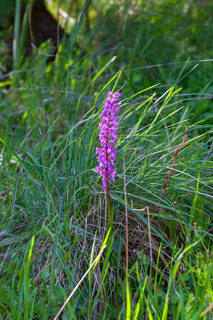Orquídea púrpura temprana o Orchis mascula floración en la pradera