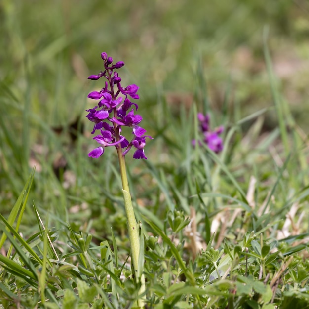 Una orquídea púrpura temprana que florece cerca de East Grinstead