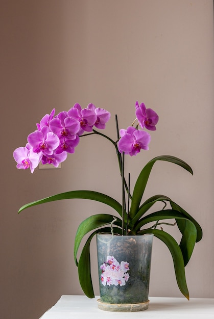 Orquídea que florece en casa. Phalaenopsis rosa en maceta sobre una mesa