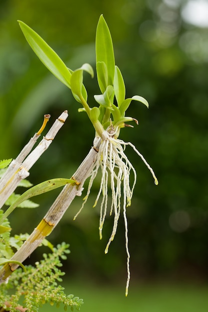 orquídea y raíz