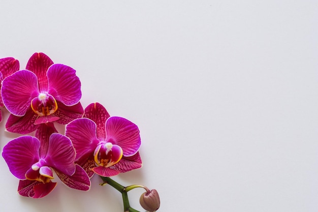 Orquídea roja de belleza elegante en papel en blanco
