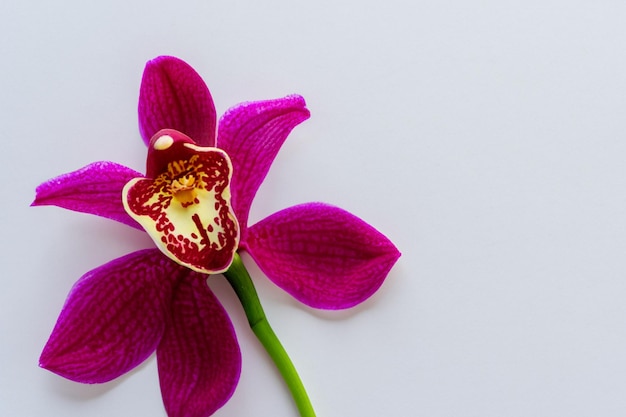 Orquídea roja de belleza elegante en papel en blanco