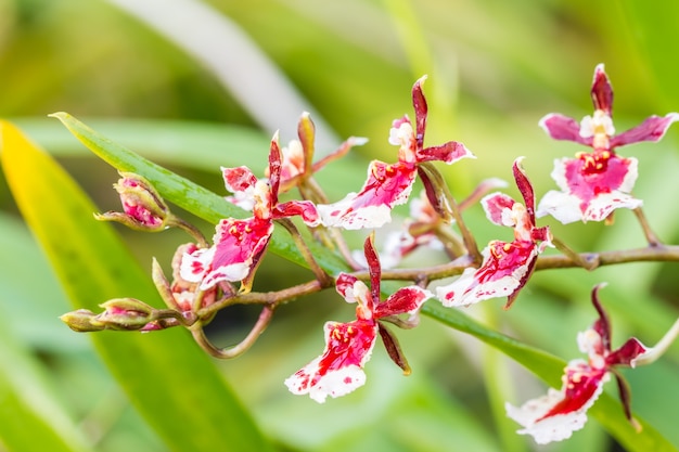 Orquídea roja de Oncidium