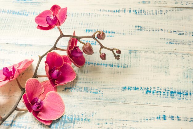 Orquídea roja sobre un fondo de madera