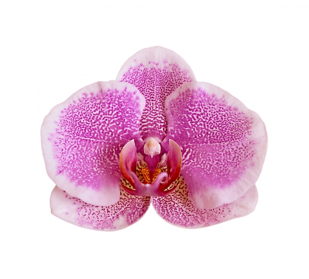 Foto orquídea rosa aislada en blanco
