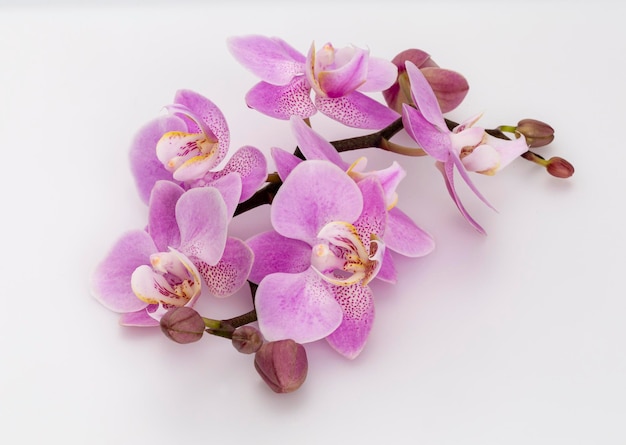 Orquídea rosa aislada sobre fondo blanco.