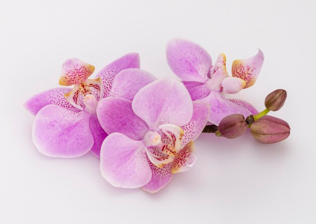 Orquídea rosa aislada sobre fondo blanco.