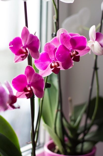 Orquídea rosa en el alféizar de la ventana de la habitación