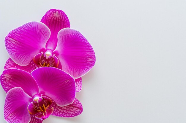 Orquídea rosa de belleza elegante en papel en blanco