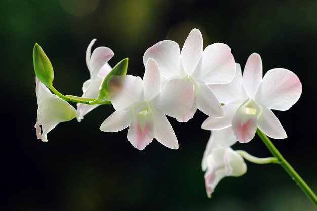 orquídea rosa blanca