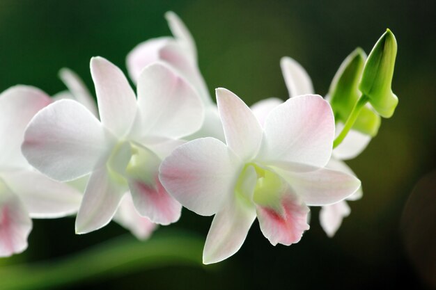 orquídea rosa blanca