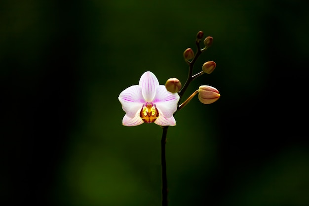 Orquídea rosa Cambria con venas
