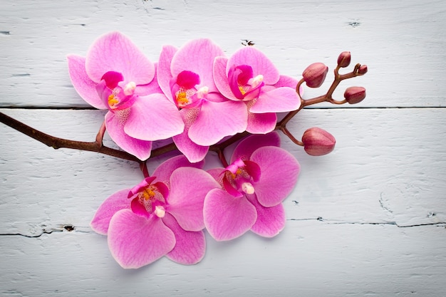 Orquídea rosa con capullos. Tarjeta de felicitación.