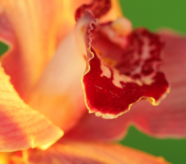 Orquídea rosa de cerca