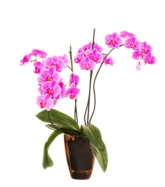 Orquídea rosa claro Phalaenopsis flores aislado sobre fondo blanco.