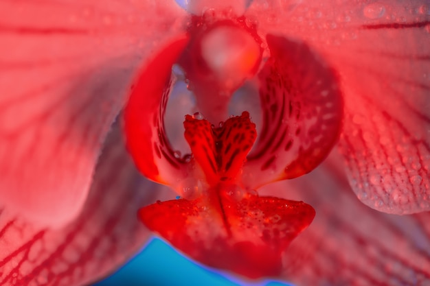 Orquídea rosa delicada com gotas de orvalho close-up em azul claro