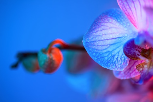 Orquídea rosa delicada com gotas de orvalho close-up em azul claro