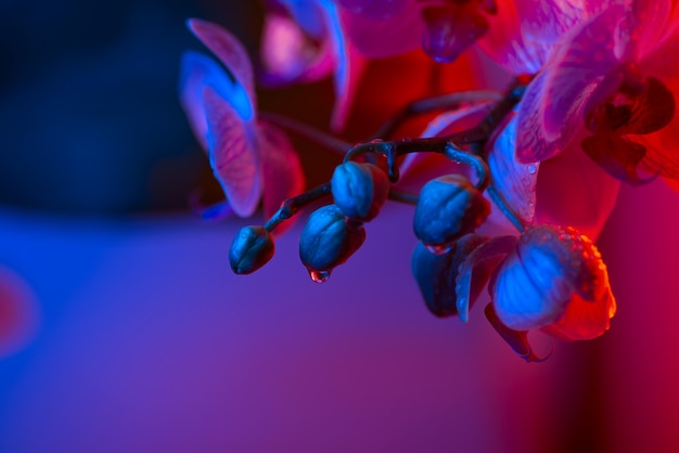 Orquídea rosa delicada com gotas de orvalho close-up em azul claro