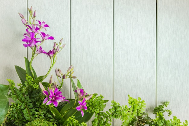 orquídea rosa e folha verde