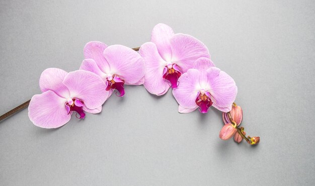 Orquídea rosa em fundo cinza