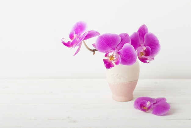 Foto orquídea rosa em um vaso em branco