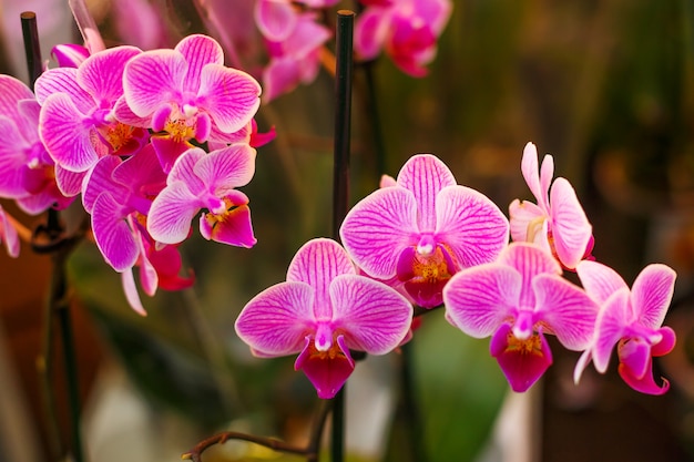 Orquídea rosa floreciente, planta de interior