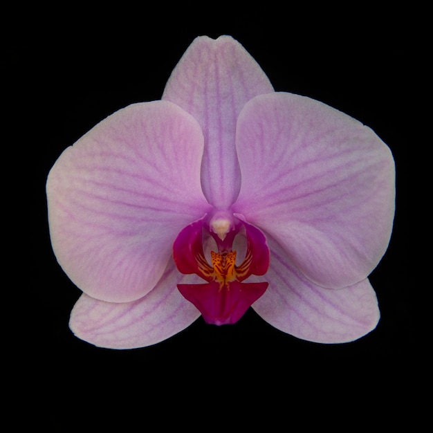 Orquídea rosa floreciente sobre un fondo negro Hogar flores floricultura pasatiempos