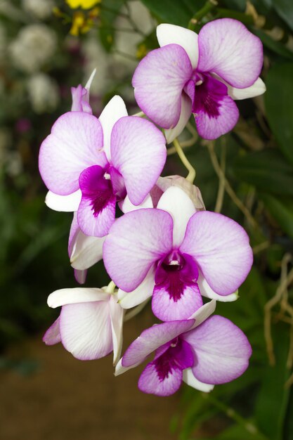 Foto orquídea rosa en el jardín de orquídeas de tailandia