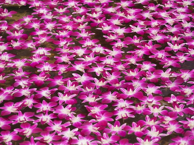 Foto orquídea rosa linda