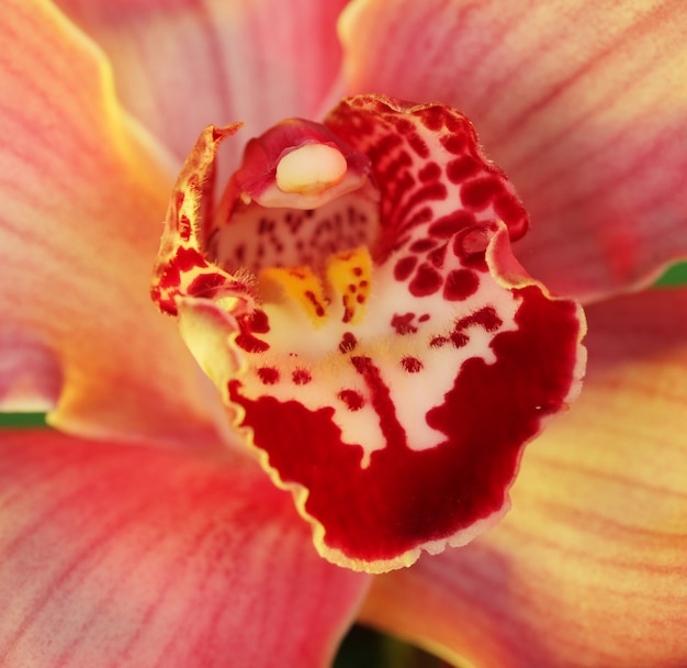 Orquídea rosa. Macro filmado em estúdio.